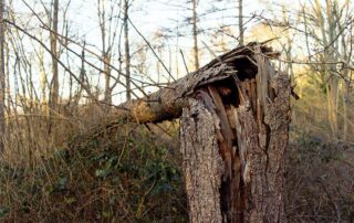 storm damage to tree