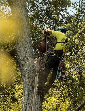 tree felling in greenville, sc