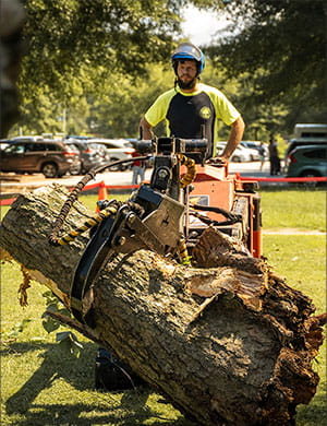 tree removal in greenville, sc