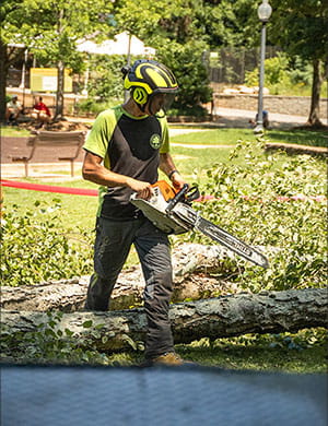 tree trimming in greenville, sc